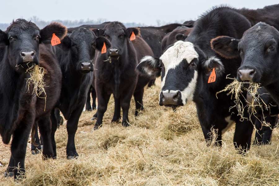গৃহপালিত পশুদের কী ভাবে যত্ন নিতে হয়, খামারের কাজকর্ম কী করে সামলাতে হয় তা ছোটবেলা থেকেই বাবার কাছে শিখেছিলেন জয়গুরু। 