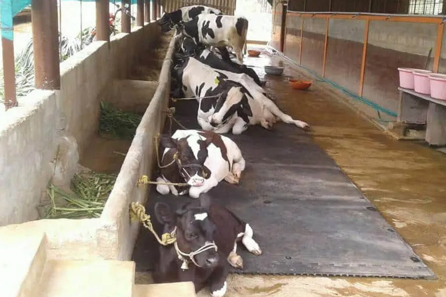 ঘড়ি ধরে কাজ করায় যেন বিতৃষ্ণা জন্মে যায় জয়গুরুর। তাই ২০১৯ সালে ইঞ্জিনিয়ারের চাকরি ছেড়ে বাড়ি চলে যান তিনি।