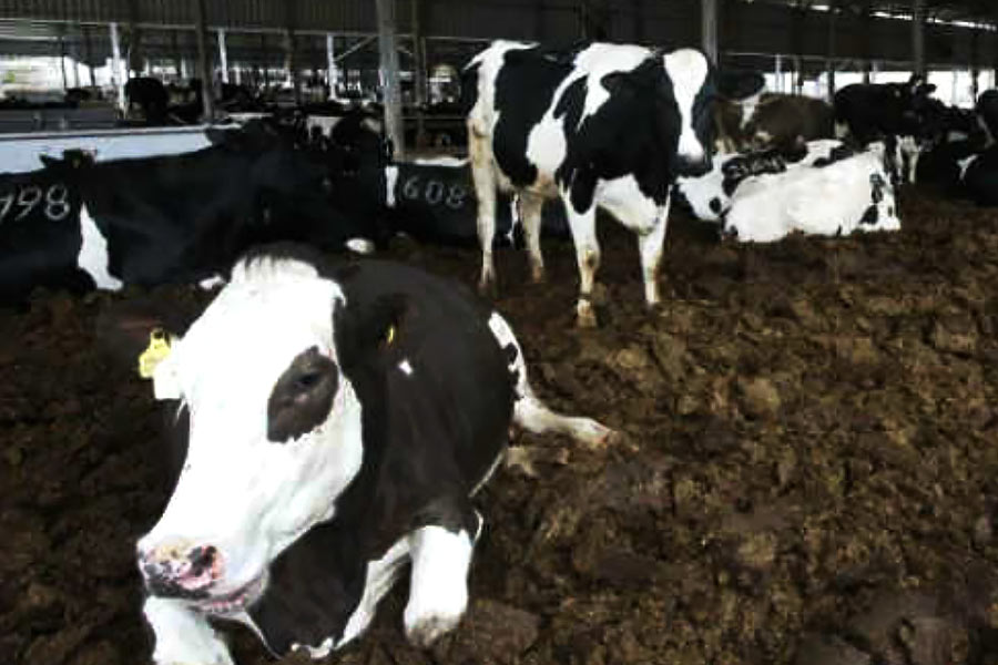 গ্রামের বাড়ি ফিরে গিয়ে খামারের কাজে মন দেন জয়গুরু। পড়াশোনা চলাকালীনও তিনি খামারের উন্নতির বিষয়ে ভাবনাচিন্তা করতেন। সেই ভাবনাগুলি এ বার বাস্তব রূপ পেতে শুরু করে তাঁর হাত ধরে।