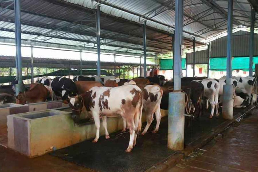 মাত্র দশটি গরু দিয়ে নিজের খামার শুরু করেছিলেন জয়গুরুর বাবা। বর্তমানে তাঁর খামারে রয়েছে ১৩০টির বেশি গৃহপালিত পশু। 