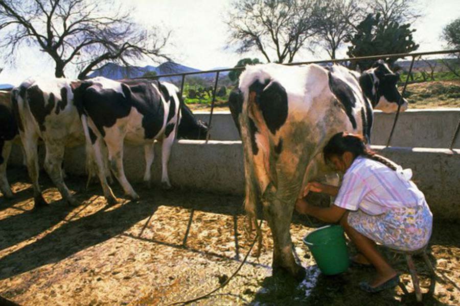 প্রতি দিন প্রায় হাজার ব্যাগভর্তি গোবর বিক্রি করেন জয়গুরু। তা ছাড়া গোমূত্রও বিক্রি করেন তিনি। জয়গুরু তাঁর খামারের গরুগুলিকে যে জল দিয়ে স্নান করান, তা-ও বিক্রি করেন তিনি।