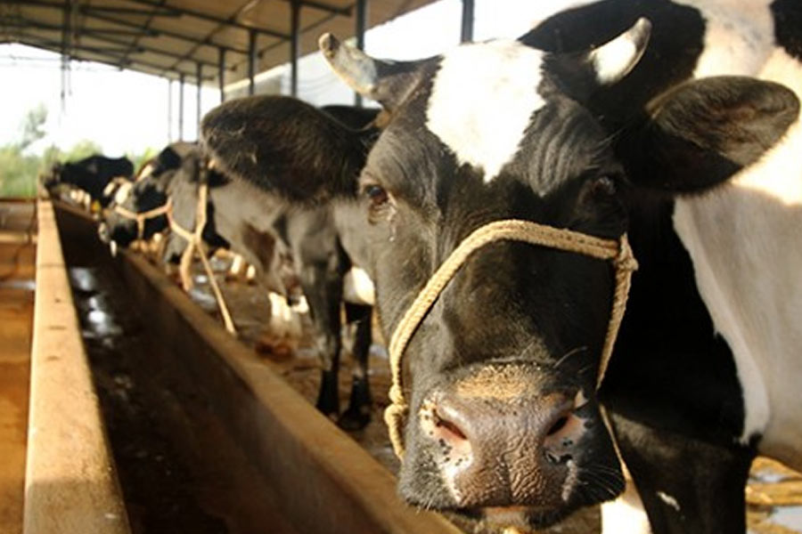 ‘গোনন্দজল’ নামে একটি প্রক্রিয়ার সঙ্গেও যুক্ত রয়েছেন জয়গুরু। খামারের কোনও গরু মারা গেলে তার দেহ একটি ট্যাঙ্কের মধ্যে রাখা হয়। কিছু রাসায়নিক পদার্থ মিশিয়ে কয়েক মাস ট্যাঙ্কের ভিতর রাখা হয়ে থাকে মৃত গরুর দেহ।