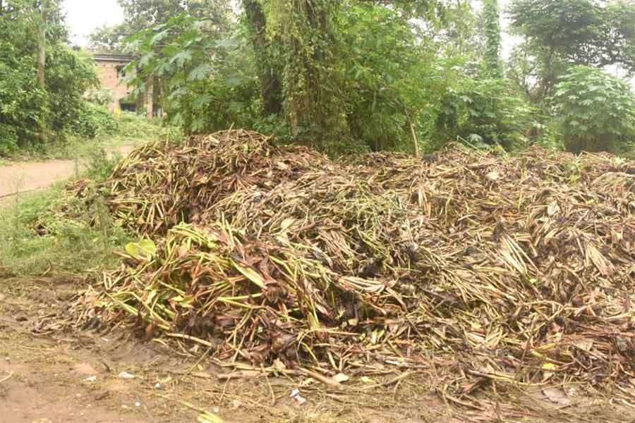 জনবসতির অদূরে ডাঁই কচুরিপানা। বীরভানপুরে।