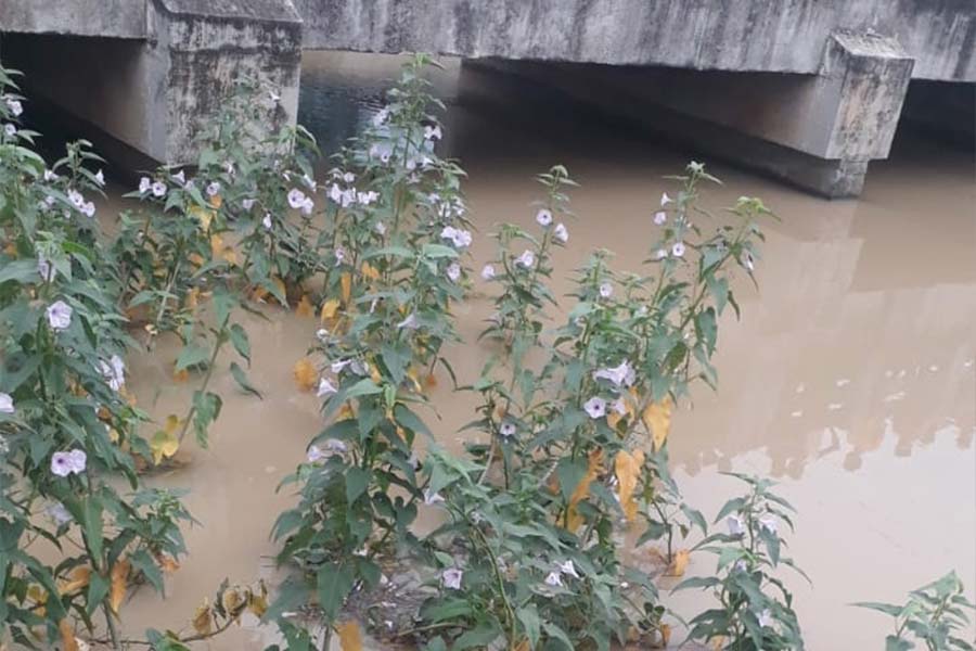 Dead body of an old woman recovered fron canal at Rampurhat of Birbhum