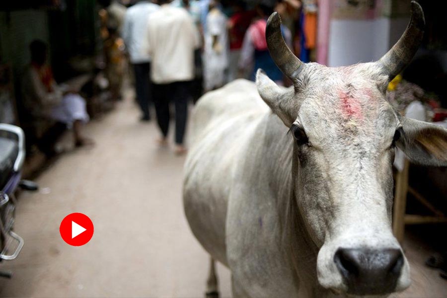 Video of cow attacking girl goes viral.