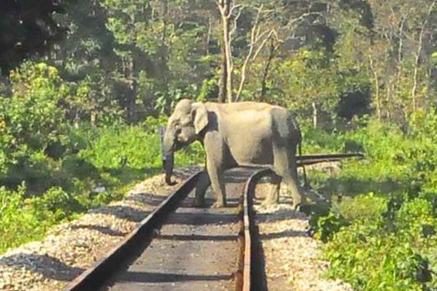 An elephant ran over by train at Nagrakata of Jalpaiguri