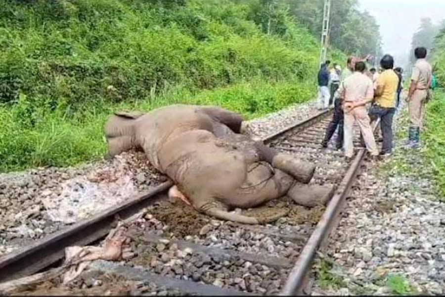 চাপড়া মারির জঙ্গলের কাছে ট্রেনের ধাক্কায় মারা গেলো একটি গর্ভ বতি হাতি।