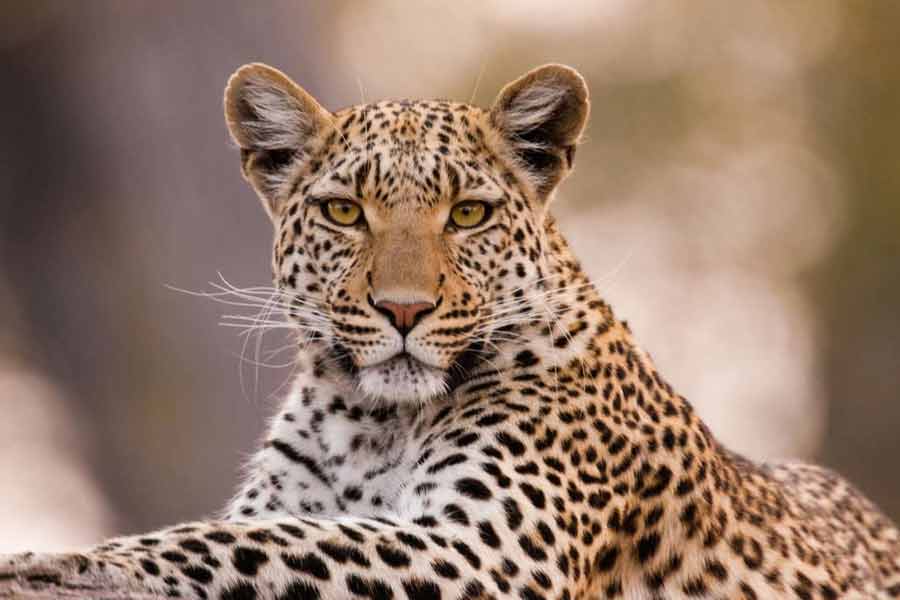 representative photo of leopard