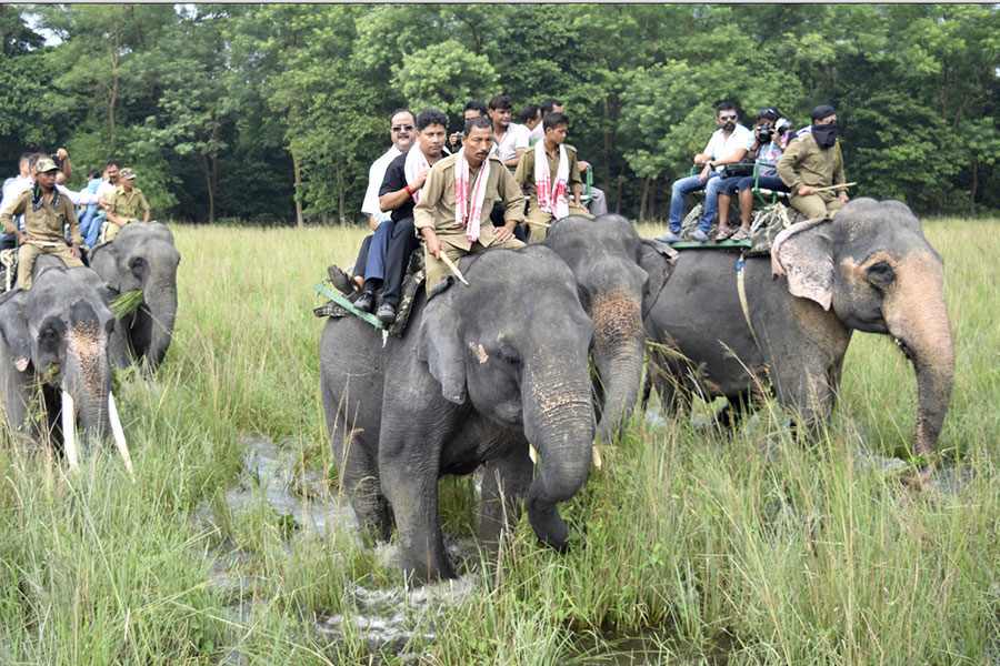 Image of Elephant Safari.
