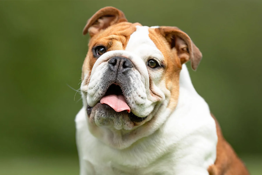 Pet dog chews toe of old man turns out to be live saver.