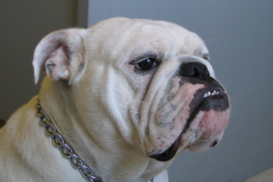 Pet dog chews toe of old man turns out to be live saver.