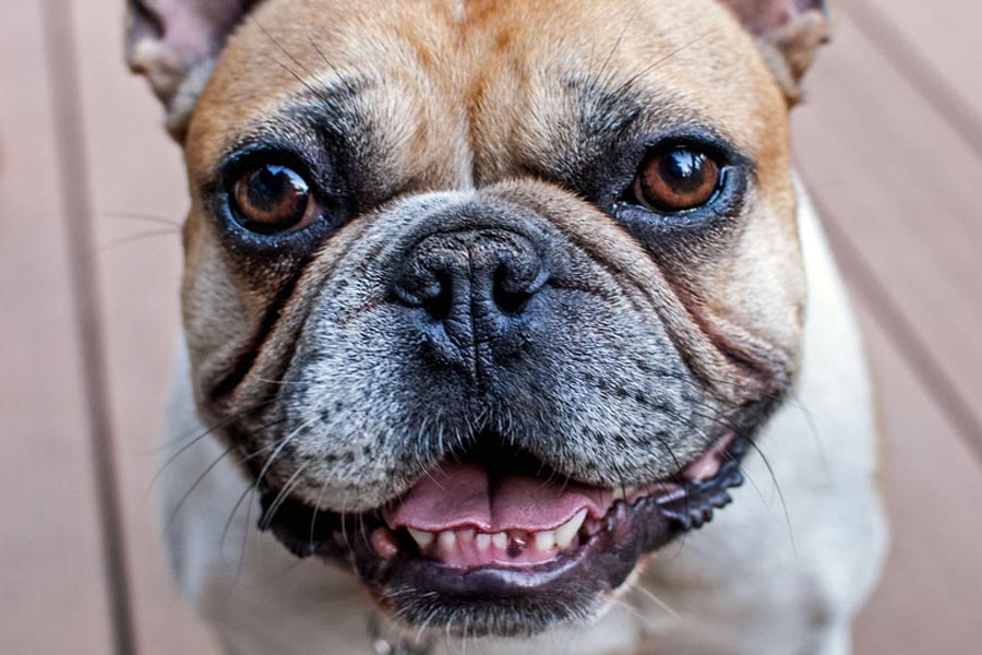 Pet dog chews toe of old man turns out to be live saver.