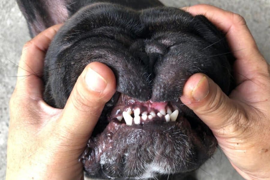 Pet dog chews toe of old man turns out to be live saver.