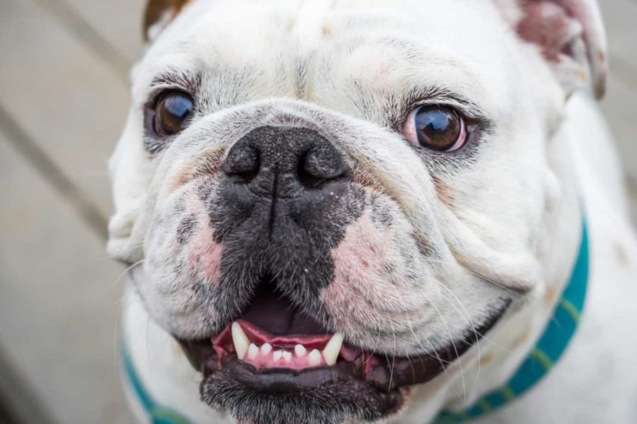 Pet dog chews toe of old man turns out to be live saver.