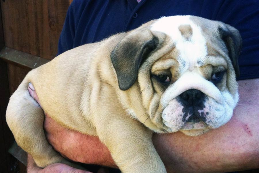 Pet dog chews toe of old man turns out to be live saver.