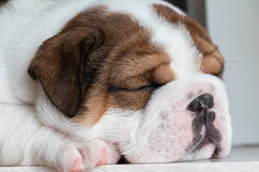 Pet dog chews toe of old man turns out to be live saver.