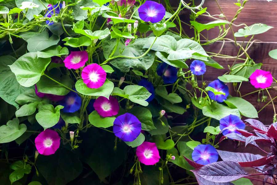 Image of Morning Glory.