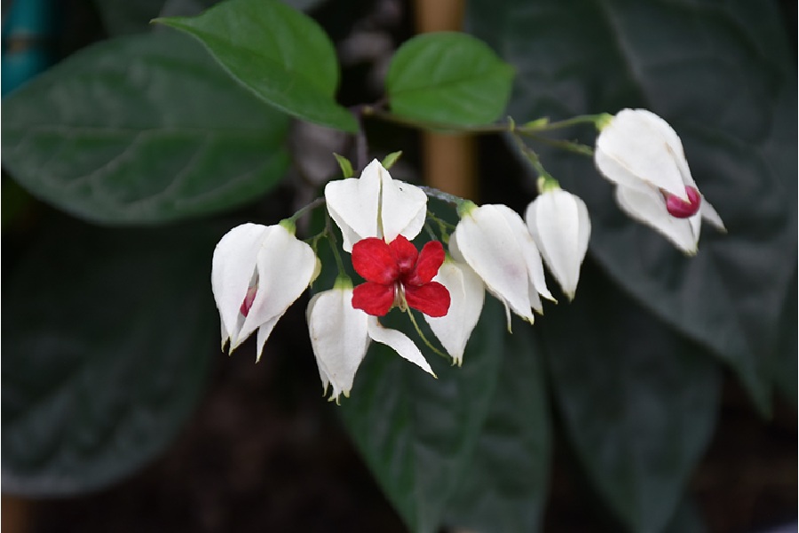 Image of Bleeding Heart.