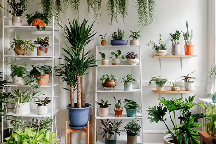 Image of Indoor plants