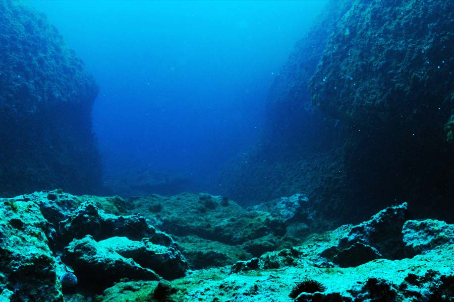 Creatures that can be found near Titanic wreck