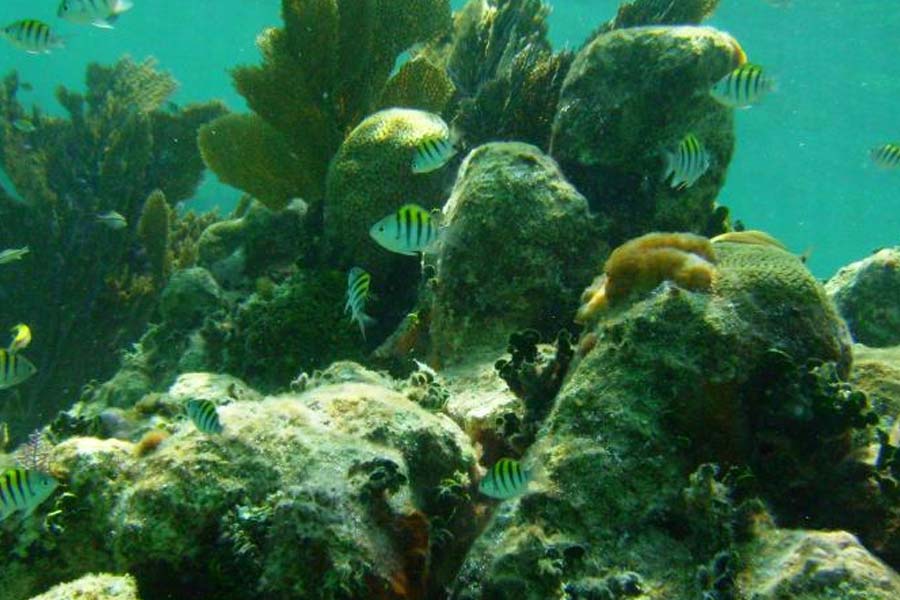 Creatures that can be found near Titanic wreck