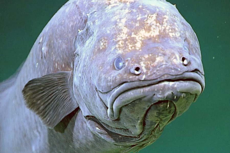 Creatures that can be found near Titanic wreck