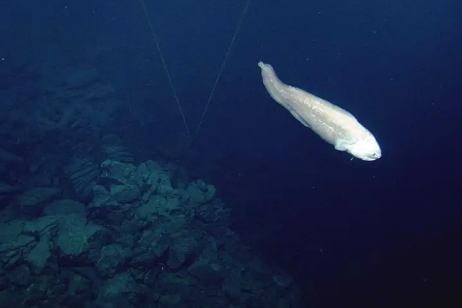 Creatures that can be found near Titanic wreck