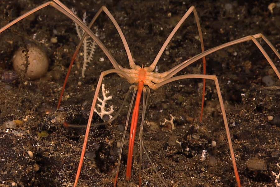 Creatures that can be found near Titanic wreck