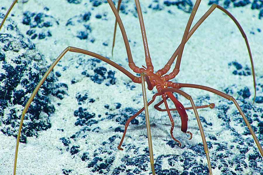 Creatures that can be found near Titanic wreck