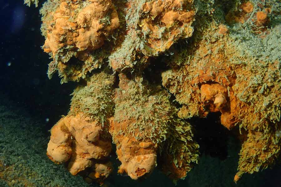 Creatures that can be found near Titanic wreck