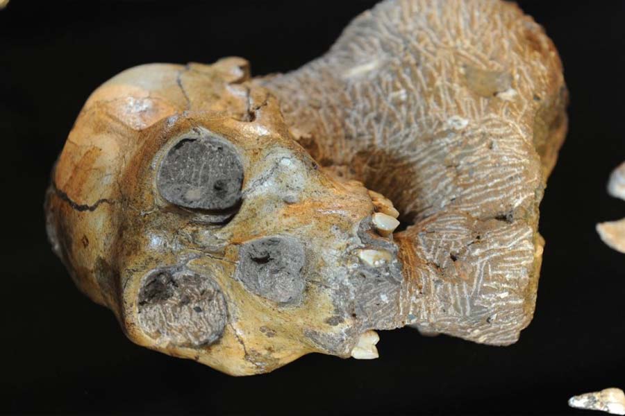 image of sediba species 