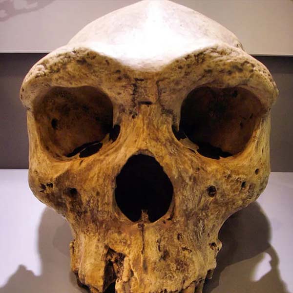 image of scull