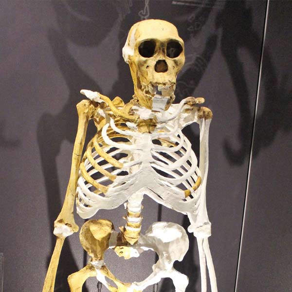 image of skeleton 