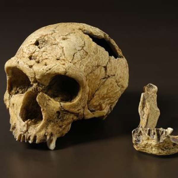 একটি প্রতিবেদন থেকে জানা গিয়েছে, সেডিবার হাত লম্বা হওয়ার অন্যতম কারণ, তারা গাছের ডাল ধরে দীর্ঘ ক্ষণ ঝুলত। কেন গাছে ঝুলে থাকত তারা? বিজ্ঞানীদের অনুমান, ভয়ঙ্কর জন্তুদের হাত থেকে বাঁচার জন্য গাছে ঝুলে থাকত তারা।