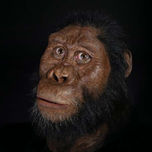 তবে অনেক বিজ্ঞানীই মনে করেন, সেডিবা আদিম এবং আধুনিকের মাঝখানের সেতু নয়। সেডিবা প্রজাতির আবিষ্কারও প্রথম নয়। আগেই এই প্রজাতির হদিস মিলেছিল। এরা আদিম কোনও প্রজাতির মানবের শাখা প্রজাতি।