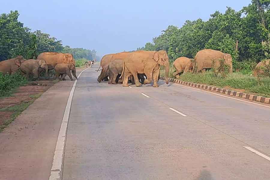 A herd of elephants blocked national highway near Jhargram