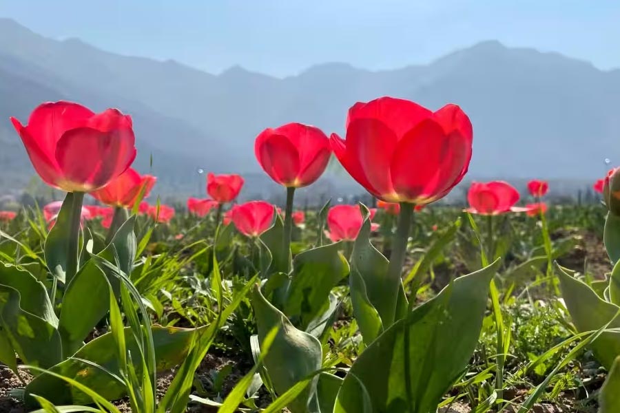 photo of Tulip Garden