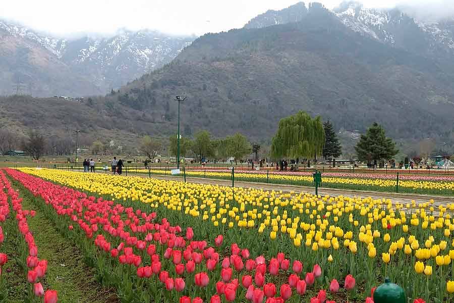 photo of Tulip Garden