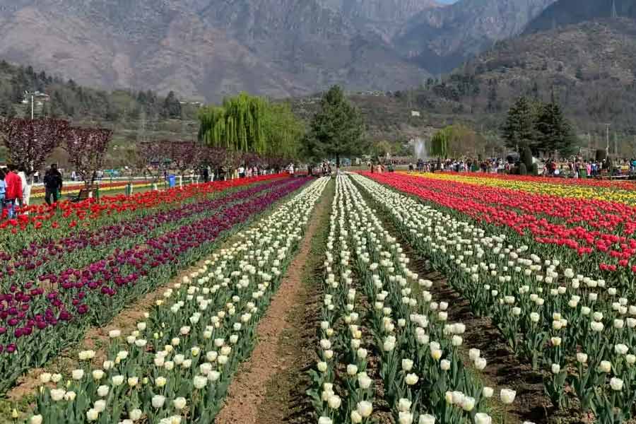 photo of Tulip Garden