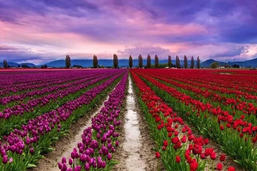photo of Tulip Garden