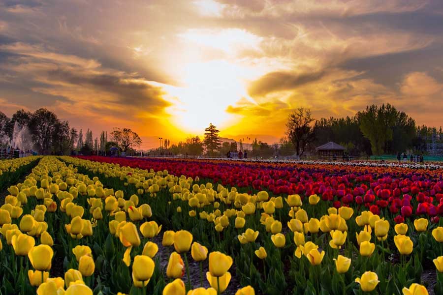photo of Tulip Garden
