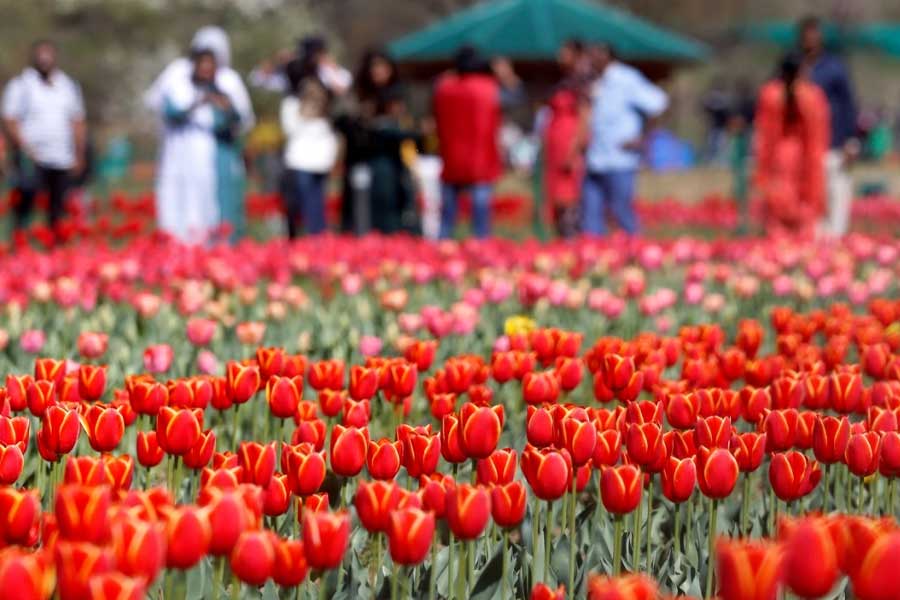 photo of Tulip Garden