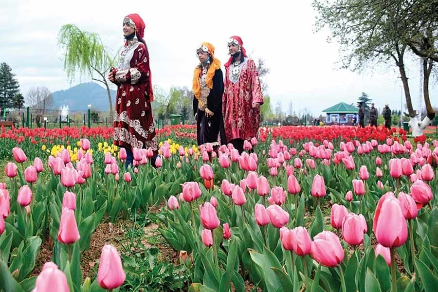 photo of Tulip Garden