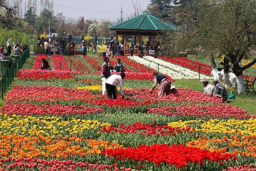 photo of Tulip Garden