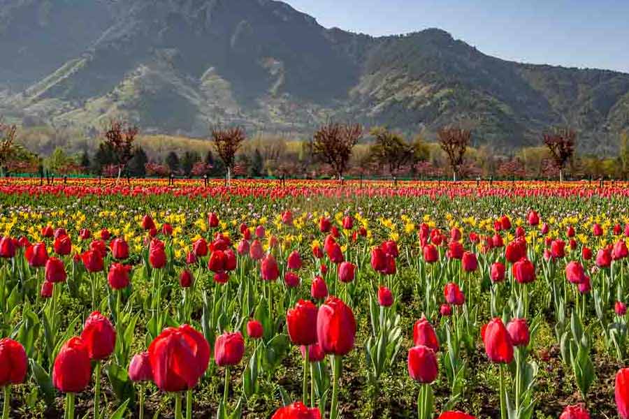 photo of Tulip Garden