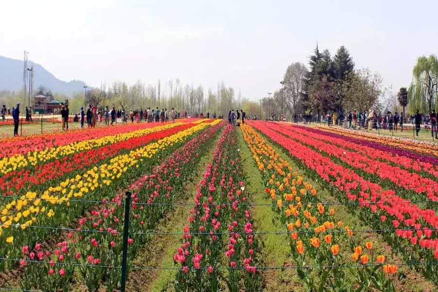 photo of Tulip Garden
