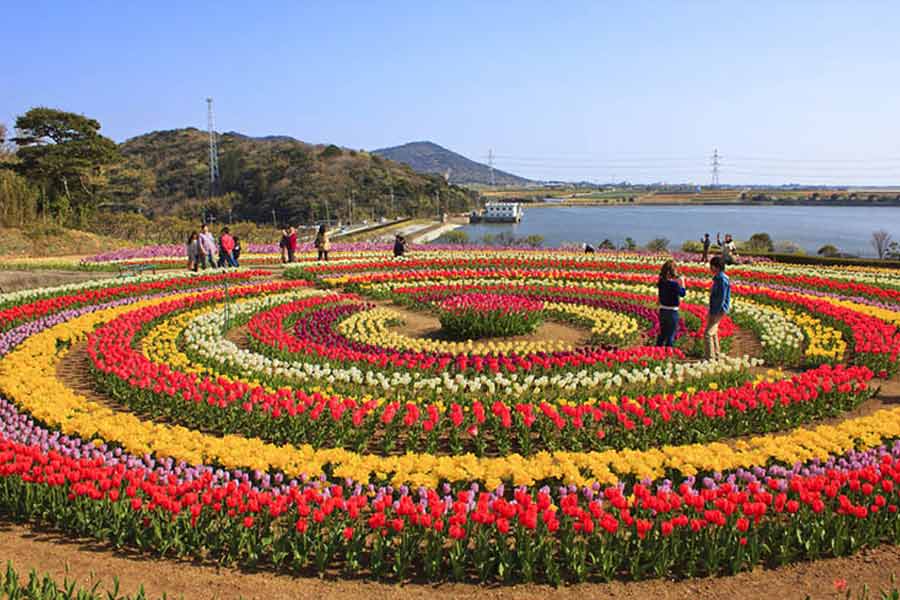 photo of Tulip Garden