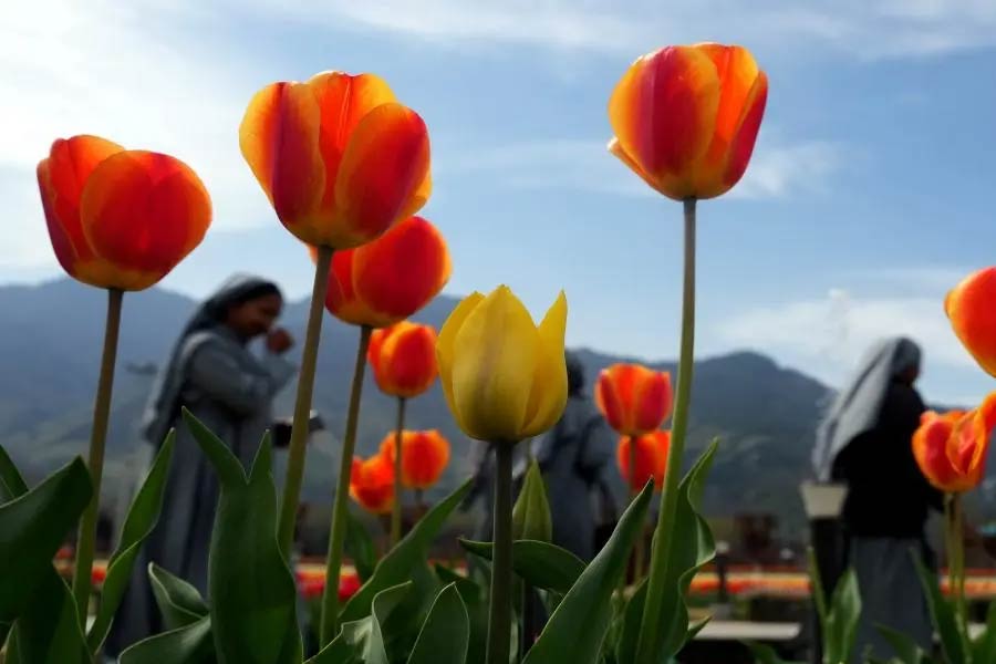 photo of Tulip Garden