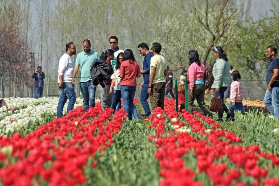 photo of Tulip Garden