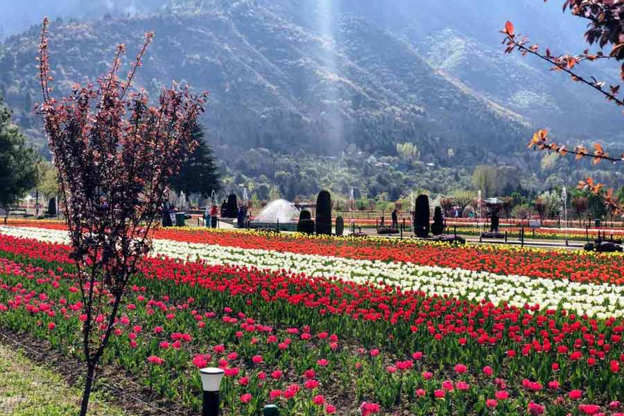 photo of Tulip Garden